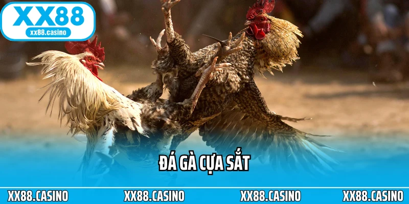 Ảnh đại diện Đá Gà Cựa Sắt